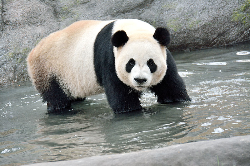 Illustration for article titled Pandas. I Just Want Pandas.